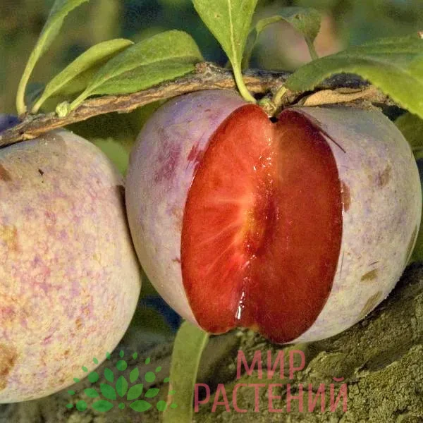 Слива Плуот Дапл Данди 1 Слива Плуот Дапл Данди