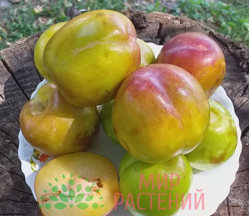 Слива Плуот Флафор Гренат 1 Слива Плуот Флавор Гренада (Pluot Flavor Grenade)