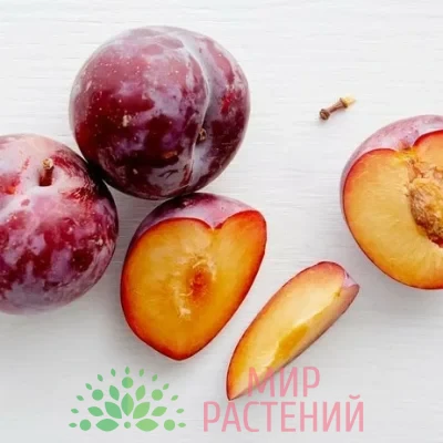 Слива Плуот Гео Прайс