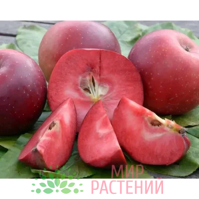Яблоня Байя Мариса
