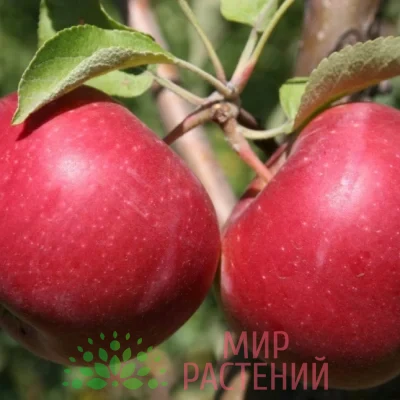 Яблоня Джонатан