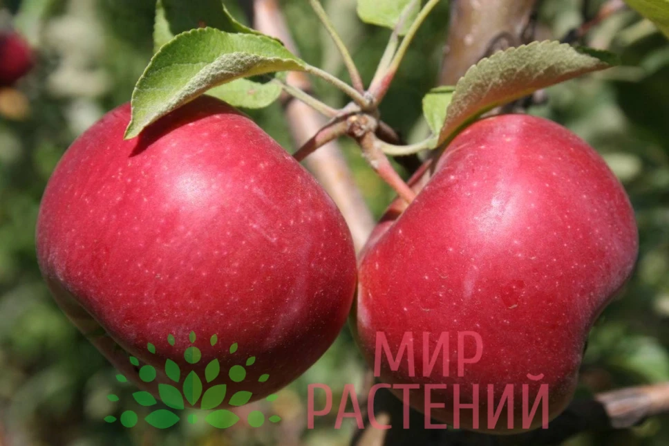 Яблоня Джонатан 1 Яблоня Джонатан