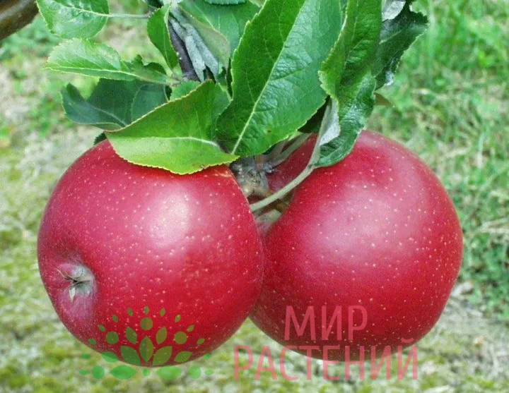 Яблоня Эра 1 Яблоня Эра