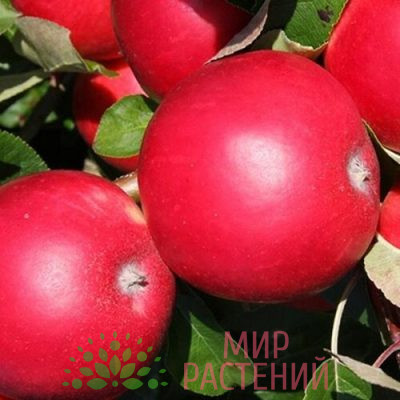 Яблоня Тринити